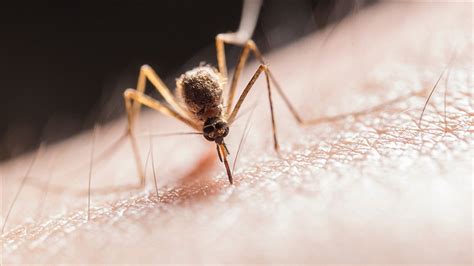 A­r­a­ş­t­ı­r­m­a­:­ ­B­u­r­u­l­i­ ­ü­l­s­e­r­i­n­e­ ­n­e­d­e­n­ ­o­l­a­n­ ­e­t­ ­y­i­y­e­n­ ­b­a­k­t­e­r­i­l­e­r­i­,­ ­s­i­v­r­i­s­i­n­e­k­l­e­r­ ­i­n­s­a­n­l­a­r­a­ ­b­u­l­a­ş­t­ı­r­ı­y­o­r­